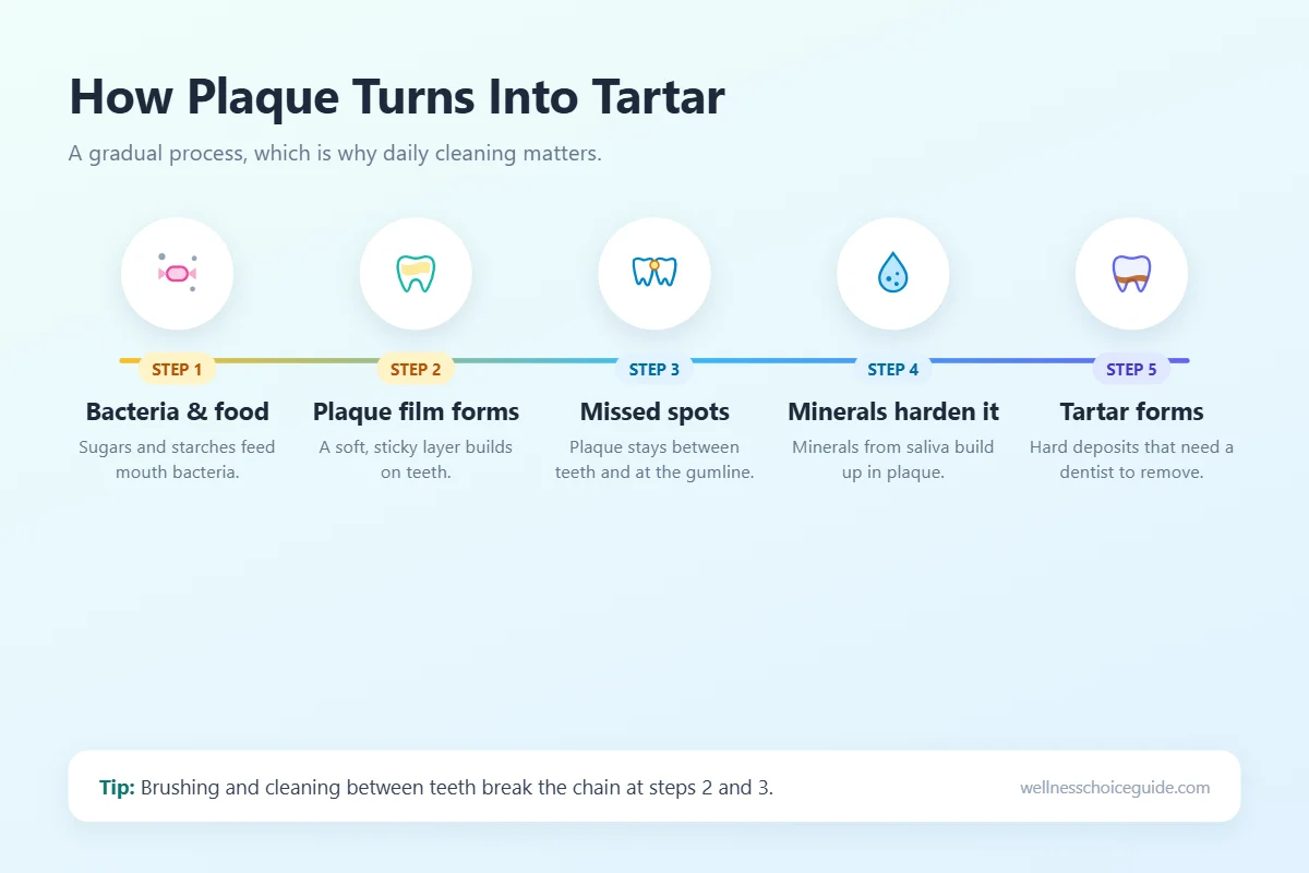 Five-step infographic showing how plaque forms on teeth and hardens into tartar